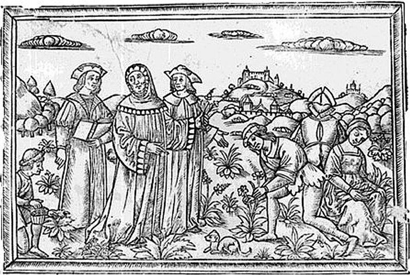 Matteo Silvatico, il medico della natura